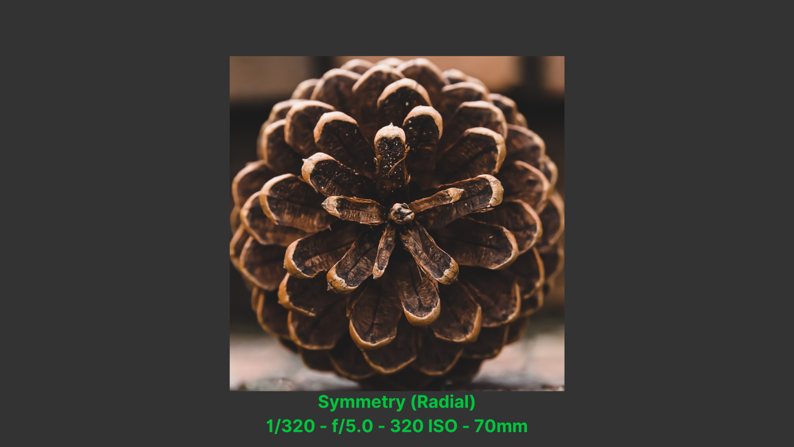 Radiay Symmetry Pinecone